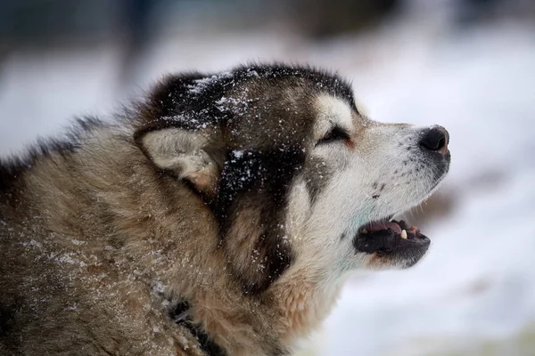 Siberian Husky Hund Porträtt Utomhus Vintern — Stockfoto