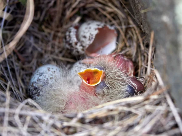 bird chicks in the nest in spring