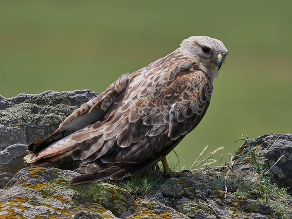 Drachen Auf Felsen Buteo Rufinus — Stockfoto