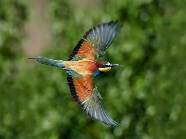 Europäische Bienenfresser Merops Apiaster Natürlichen Lebensraum — Stockfoto