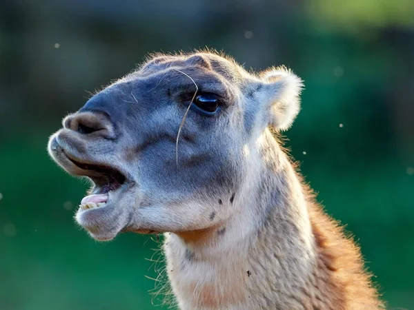 Lama Engraçado Close Retrato — Fotografia de Stock