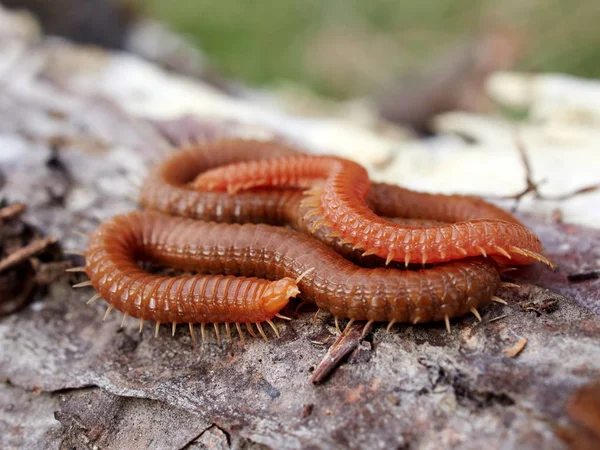 Millipedes Natural Habitat — Stock Photo, Image