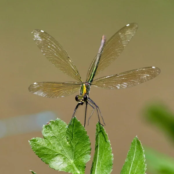 Dragonfly Outdoor Summer Coleopteres Splendens — Stock Photo, Image