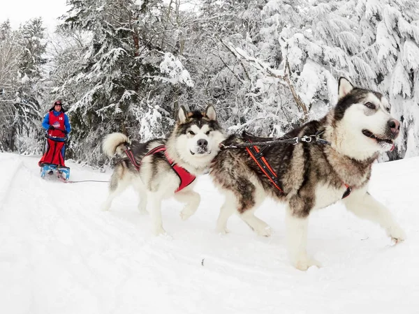 Tusnad Romania January Unidentified Man Participating Dog Sled Racing Contest — Stock Photo, Image