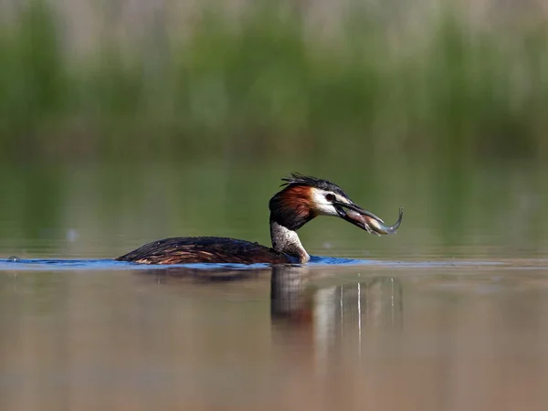 Aves Aquáticas Lago Podiceps Cristatus — Fotografia de Stock