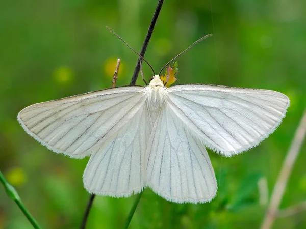 White Moth Butterfly Innatural Habitat — Stock Photo, Image