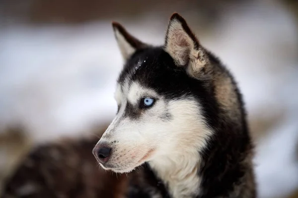 Siberian Husky Cão Retrato Livre Inverno — Fotografia de Stock