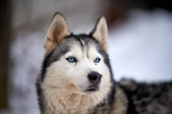 Siberian Husky Pies Portret Odkryty Zimie — Zdjęcie stockowe