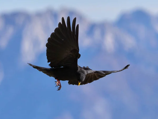 Toux Des Alpes Toux Bec Jaune Pyrrhocorax Graculus Volant — Photo