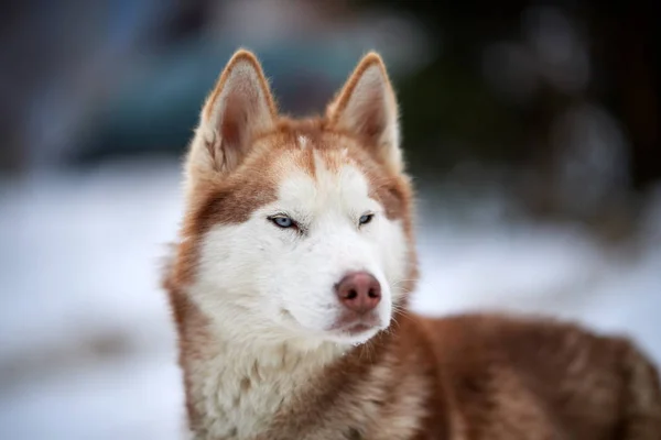 Sibiřský Husky Psa Portrét Venku Zimě — Stock fotografie