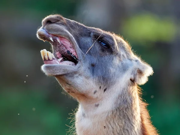 Funny Lama Close Portrait Stock Picture