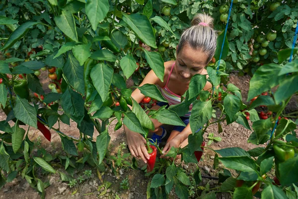 Joven Mujer Sonriente Recogiendo Verduras Frescas Jardín Verano Fotos de stock