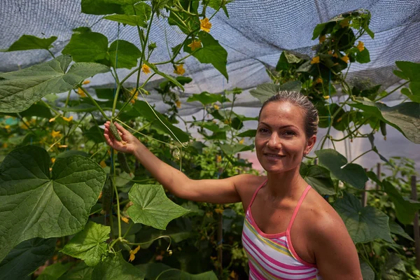 Genç Kadın Malzeme Çekme Taze Sebze Yaz Bahçesinde Gülümseyen Telifsiz Stok Imajlar