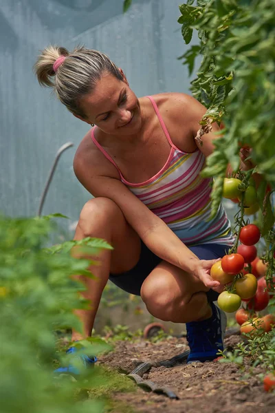 Joven Mujer Sonriente Recogiendo Verduras Frescas Jardín Verano Fotos de stock libres de derechos