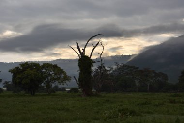 Tanzanya dramatik gökyüzü ile Ngorongoro krateri yakınlarında depresyon doğal görünümünde