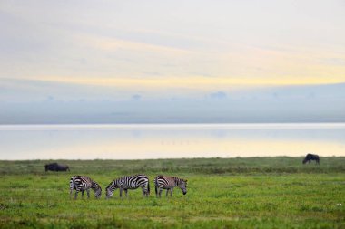 Zebra Serengeti Milli Parkı, Tanzanya, Doğu Afrika