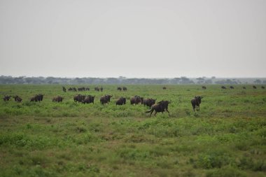 siyah wildebeest veya ak kuyruklu gnu (Connochaetes gnou) Tanzanya, Afrika