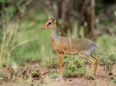 Kirk Dik-dik (Madoqua kirkii) dünyanın en küçük antiloplar