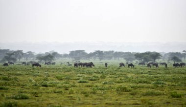 Mavi wildebeest (Gnu veya Connochaetes taurinus) Serengeti Milli Parkı içinde akasya ağaçlarının arka plan