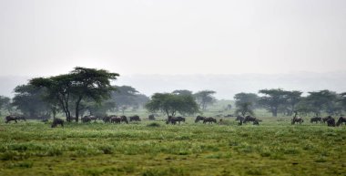 Mavi wildebeest (Gnu veya Connochaetes taurinus) Serengeti Milli Parkı içinde akasya ağaçlarının arka plan