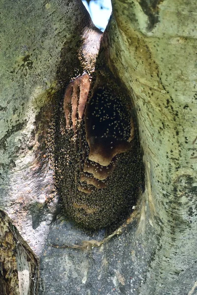 Wild African Bees Honeycomb — Stock Photo, Image