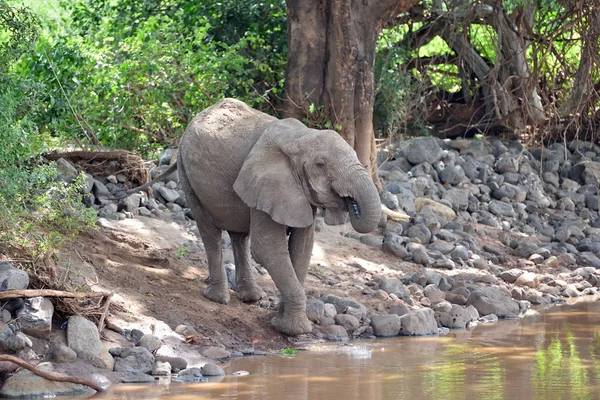 Kudde Olifanten Door Het Water Serengeti Natuurpark Tanzania — Stockfoto