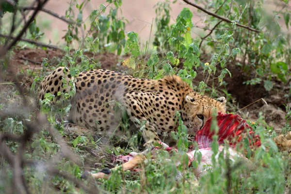 茂みの中で獲物に隠れているアフリカの野生のチーター — ストック写真