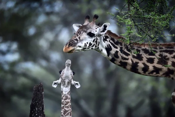 Girafa Mãe Bebê Parque Natural Africano — Fotografia de Stock