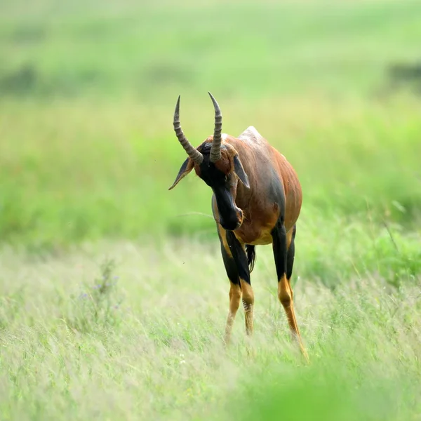 Topi Antilope Afrikanischen Naturpark — Stockfoto