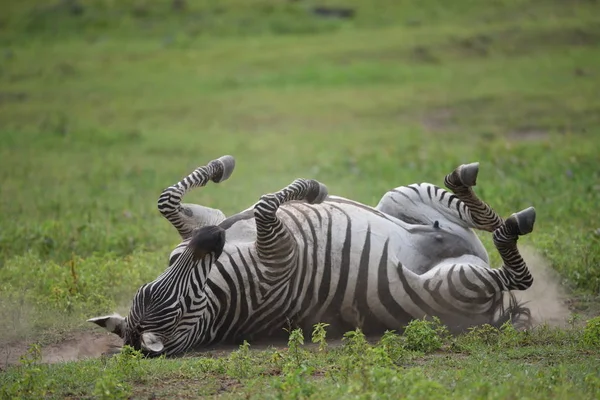 Zebra Serengeti Milli Parkı Tanzanya Doğu Afrika — Stok fotoğraf