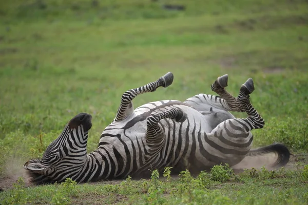 Cebra Parque Nacional Del Serengeti Tanzania África Oriental — Foto de Stock