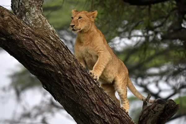 Leão Africano Descansando Árvore Parque Natural Serengeti — Fotografia de Stock