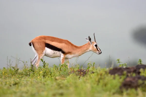 Impala Aepyceros Melampus Afrikanischen Naturpark — Stockfoto