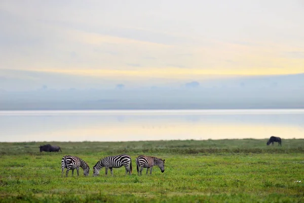 Zebra Serengeti Milli Parkı Tanzanya Doğu Afrika — Stok fotoğraf