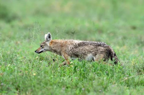 自然公園のアフリカ黄金オオカミ Canis 小金井 — ストック写真