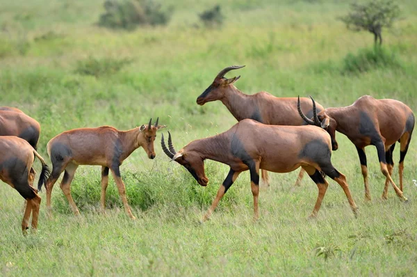 Topi Antilope Afrikanischen Naturpark — Stockfoto