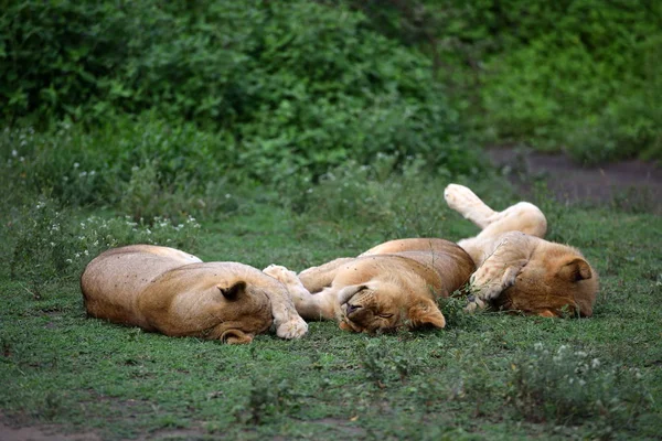 Lindos Cachorros Leones Descansando Parque Natural Africano —  Fotos de Stock