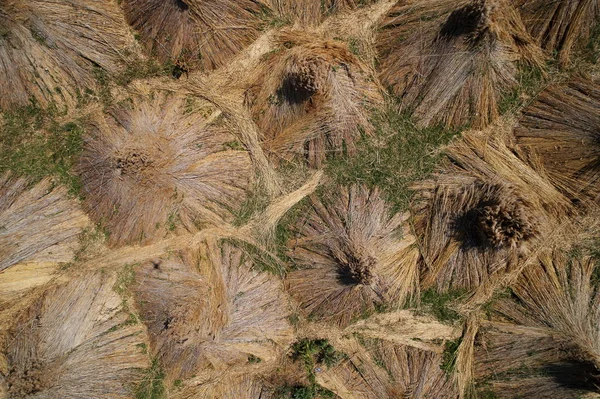 Luchtfoto Van Natuurlijke Bundels Van Riet Drogen Bereid Worden Verwerkt — Stockfoto