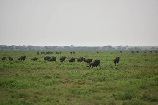 Černá Pakoně Nebo Běloocasý Gnu Connochaetes Gnou Tanzanii — Stock fotografie