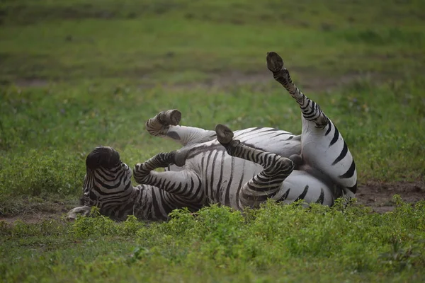 Zebra Serengeti Milli Parkı Tanzanya Doğu Afrika — Stok fotoğraf