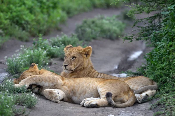 Lindos Cachorros Leones Descansando Parque Natural Africano —  Fotos de Stock