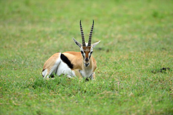 Импала (Aepyceros melampus) в африканском природном парке
