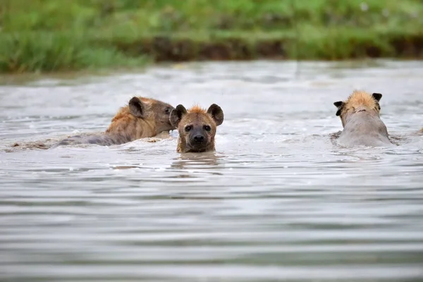 Hyena Parque Natural Africano — Fotografia de Stock
