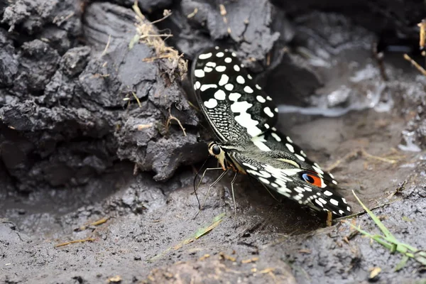 Citrus Swallowtail Eller Christmas Butterfly Papilio Demodocus — Stockfoto