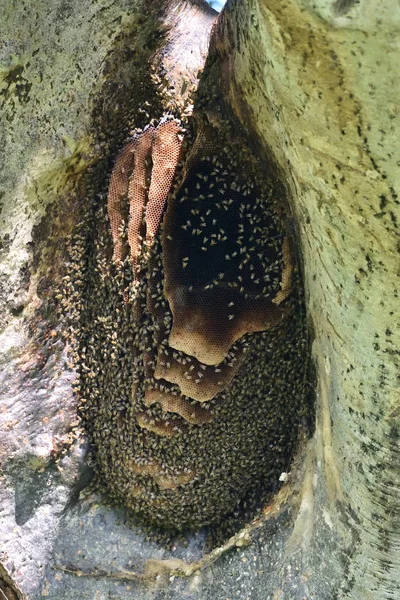 wild african bees on honeycomb