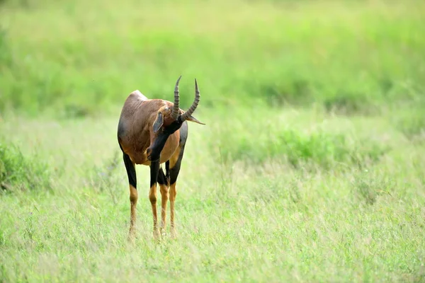 Topi Antelope African Natural Park — Stock Photo, Image