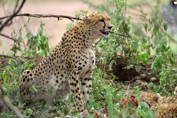 Afrikanischer Gepard Versteckt Sich Mit Beute Gebüsch — Stockfoto