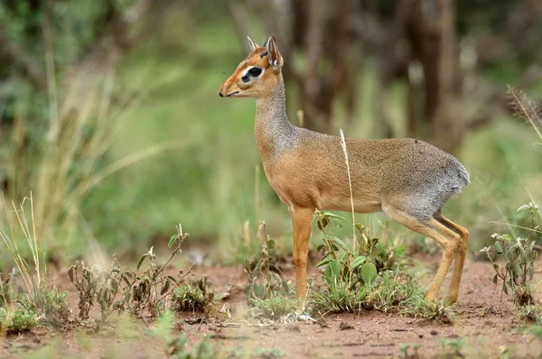 Kirk Dik Dik Madoqua Kirkii Minsta Antilop Världen — Stockfoto