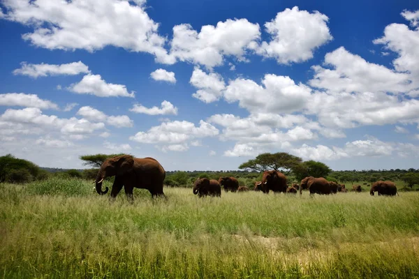 Sloni Přírodní Park Serengeti Tanzanie — Stock fotografie