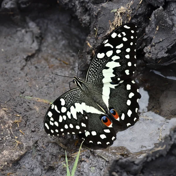 Narenciye Swallowtail Veya Noel Kelebek Papilio Demodocus — Stok fotoğraf